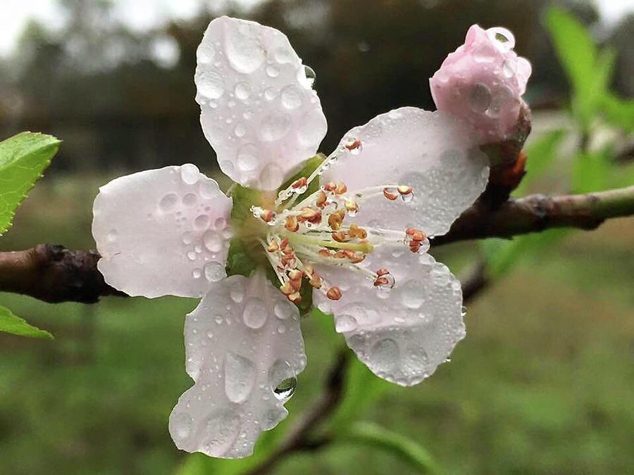 Peach Bloom and Bud Photograph by Sharon Allred Duncan