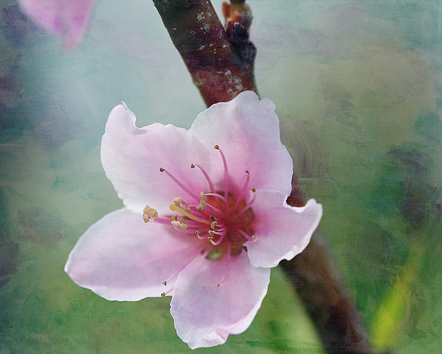 Peach Blossom 2 Photograph by Cindi Ressler
