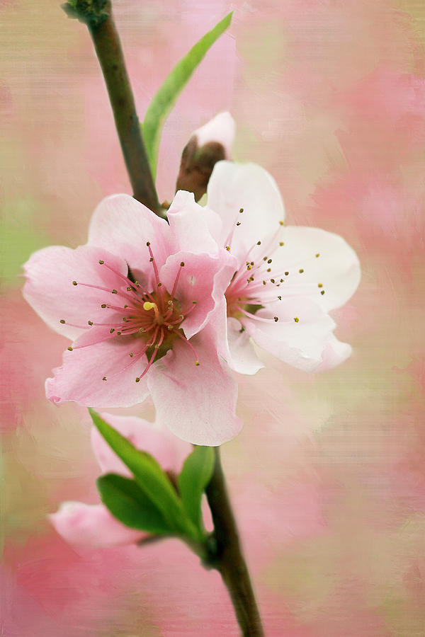 Peach Blossom 3 Photograph by Cindi Ressler