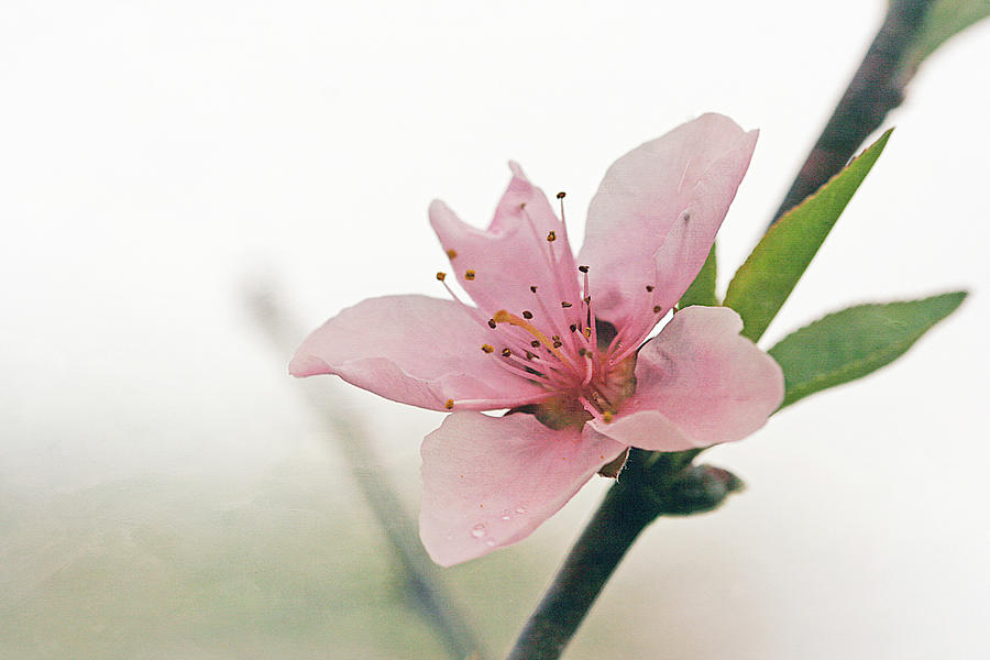Peach Blossom Photograph by Cindi Ressler