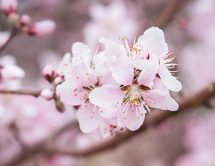Peach Blossom Photograph by Cynthia Wolfe
