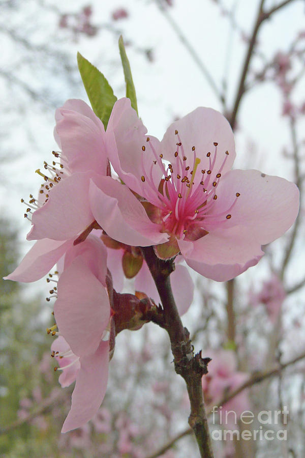 Peach Blossom Photograph by Jasna Dragun