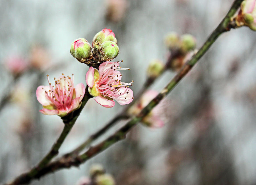 Peach Blossom Photograph