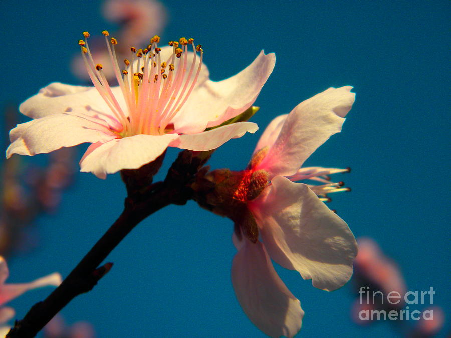 Peach Blossom Photograph by Robin Coaker