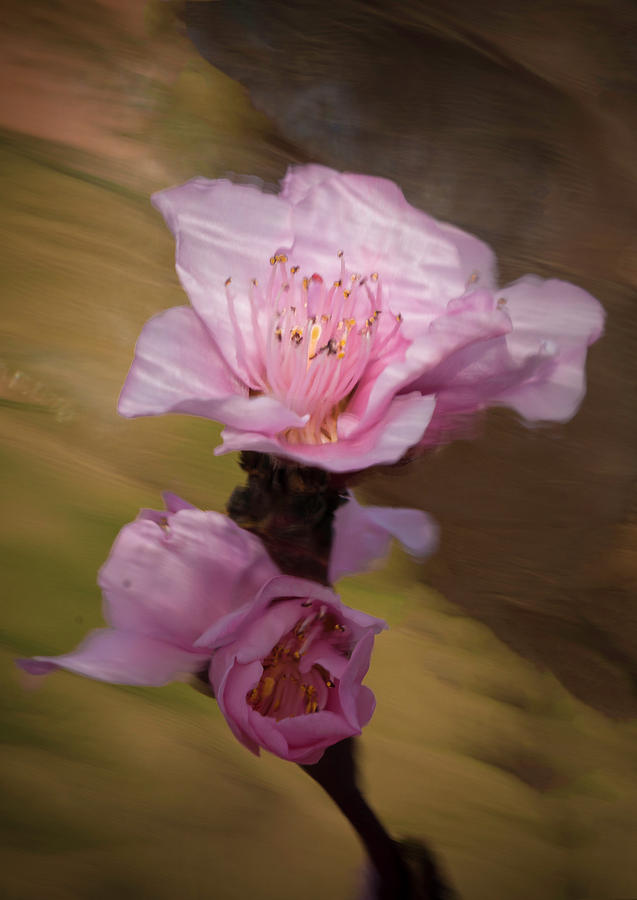 Peach Blossom Through Glass Photograph by David Waldrop
