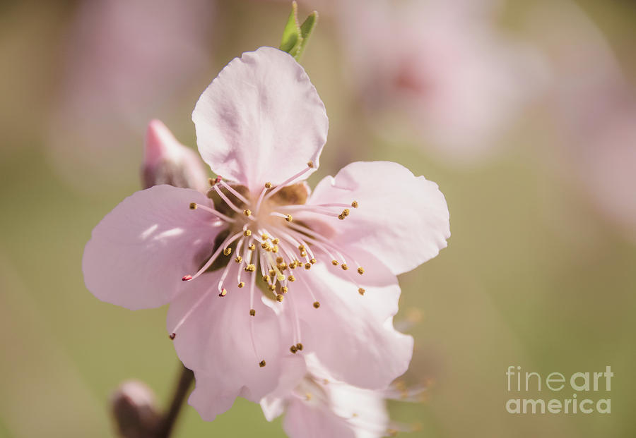 Peach Blossoms 10 Photograph by Andrea Anderegg