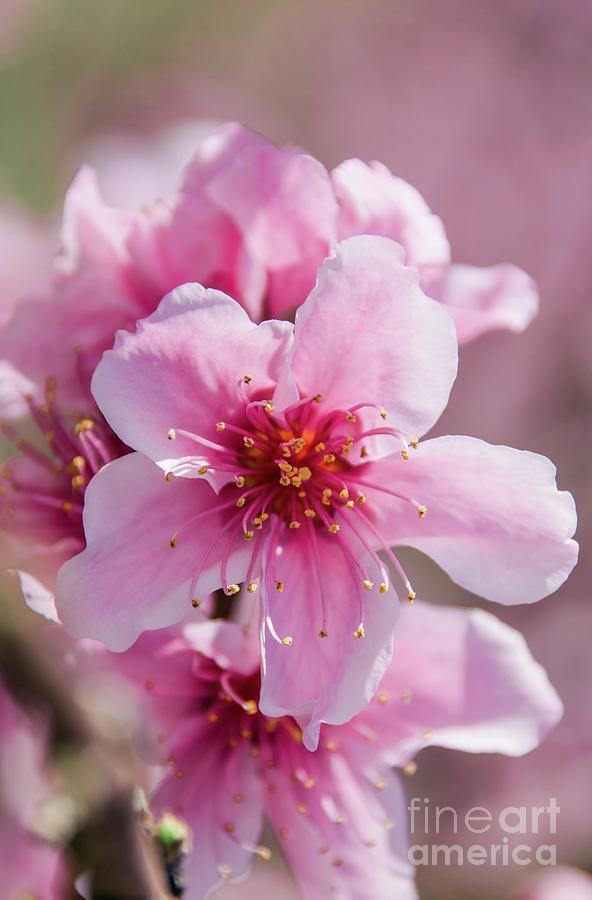 Peach Blossoms 14 Photograph by Andrea Anderegg