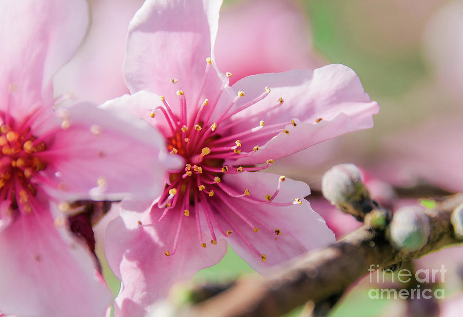 Peach Blossoms 16 Photograph by Andrea Anderegg