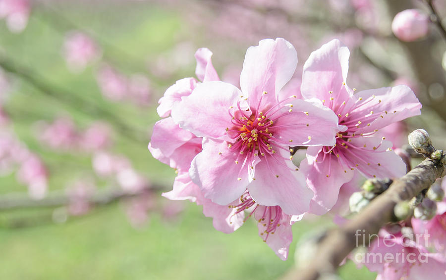 Spring Photograph - Peach Blossoms 2 by Andrea Anderegg