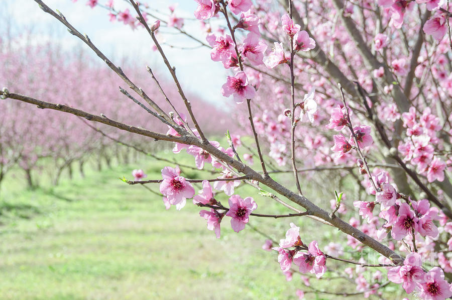 Peach Blossoms 3 Photograph by Andrea Anderegg