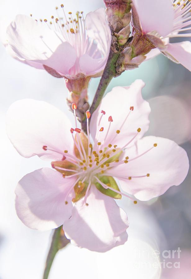 Peach Blossoms 4 Photograph by Andrea Anderegg