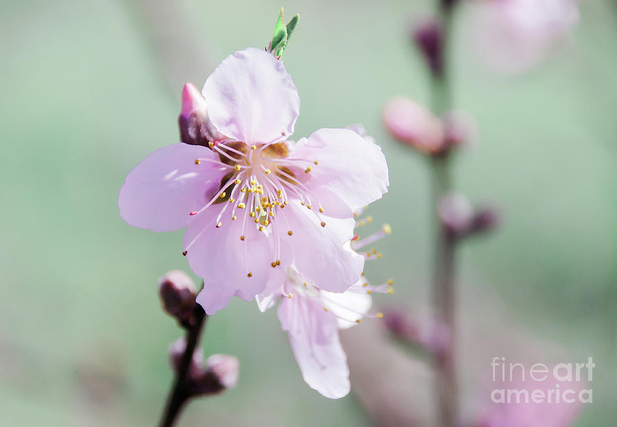 Peach Blossoms 5 Photograph by Andrea Anderegg