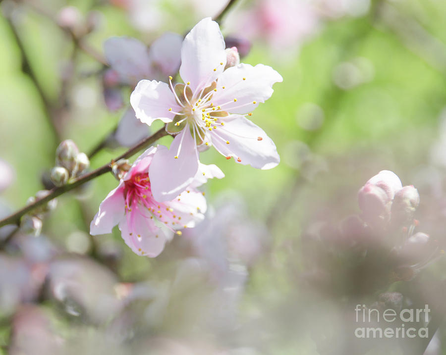 Peach Blossoms 6 Photograph by Andrea Anderegg