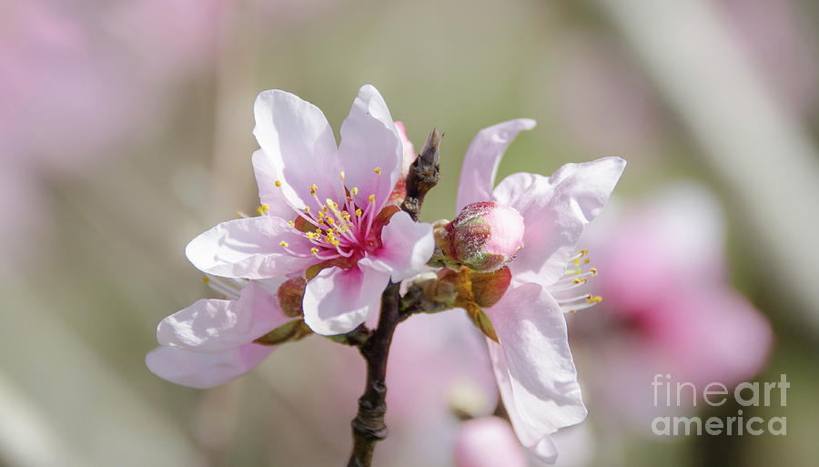 Peach Blossoms 7 Photograph by Andrea Anderegg