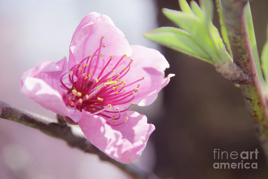 Peach Blossoms 8 Photograph by Andrea Anderegg