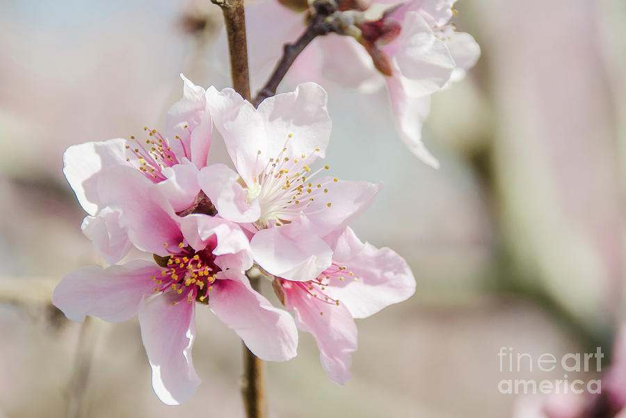 Peach Blossoms 9 Photograph by Andrea Anderegg