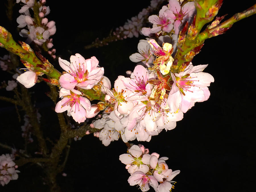 Peach Blossoms at Night Photograph by Alan Lakin