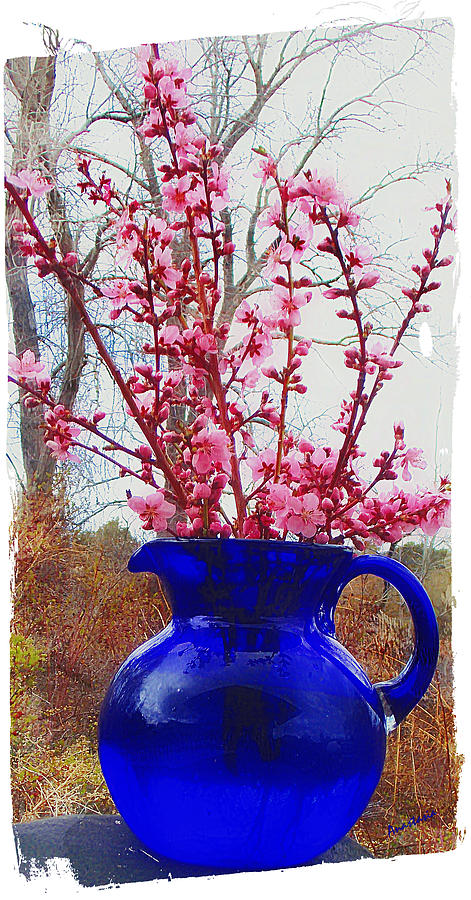 Peach Blossoms and Blue Pitcher El Valle Photograph by Anastasia Savage Ealy