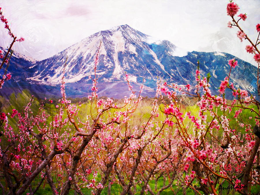 Peach Blossoms And Mount Lamborn II Photograph by Anastasia Savage Ealy