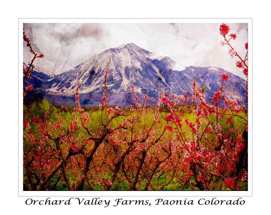 Peach Blossoms and Mount Lamborn Orchard Valley Farms Photograph by Anastasia Savage Ealy