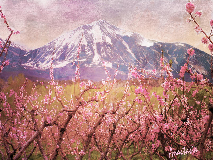 Peach Blossoms and Mount Lamborn V Photograph by Anastasia Savage Ealy