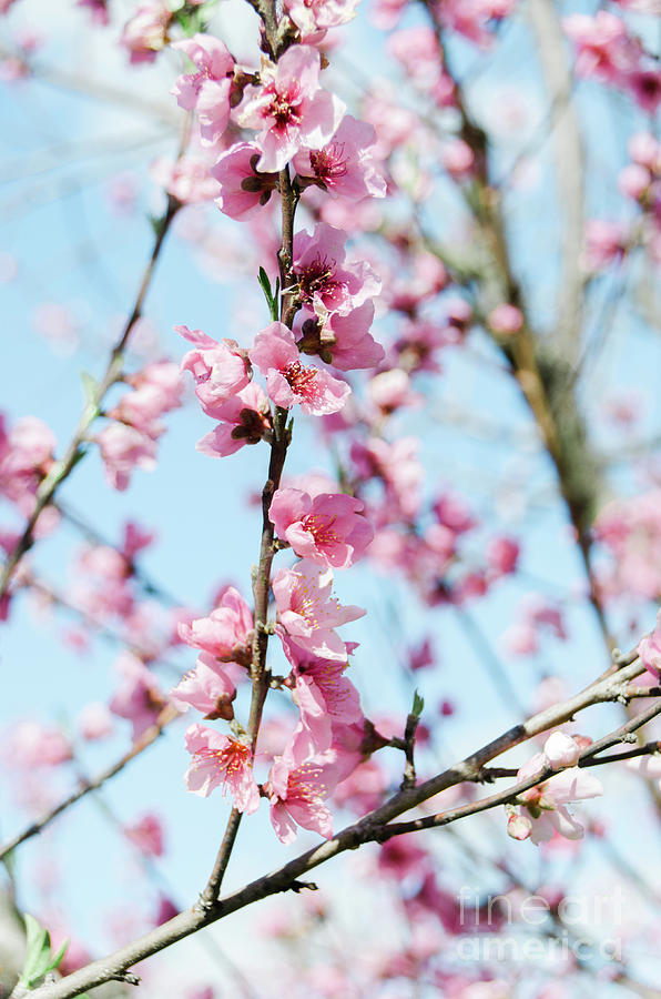 Peach Blossoms Photograph by Andrea Anderegg
