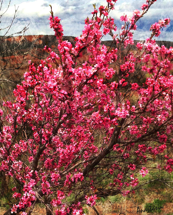 Peach Blossoms Chimayo Photograph by Anastasia Savage Ealy