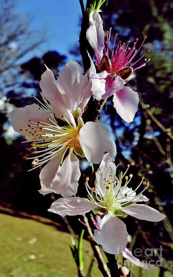 Peach Blossoms Photograph by D Hackett