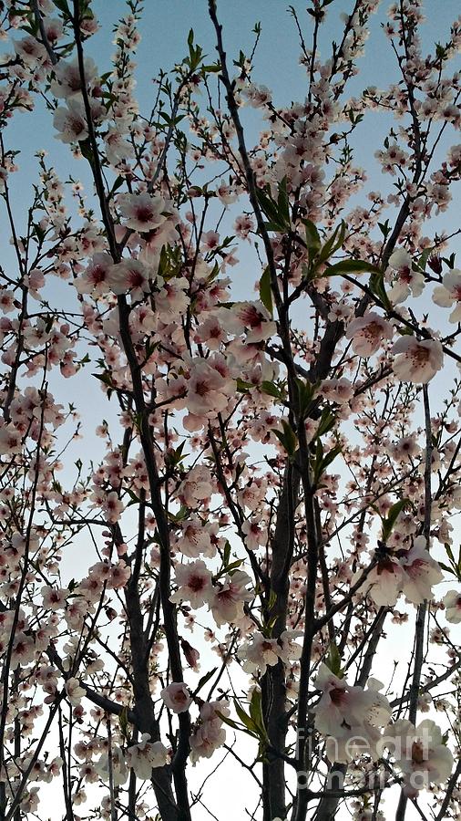 Tree Photograph - Peach Blossoms by Diamante Lavendar