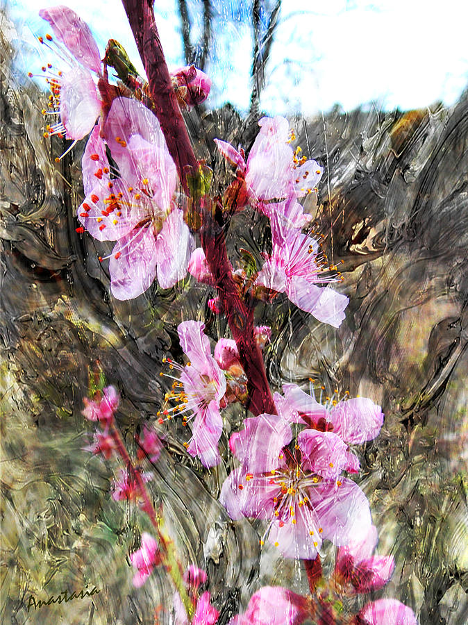 Peach Blossoms Impression Photograph by Anastasia Savage Ealy