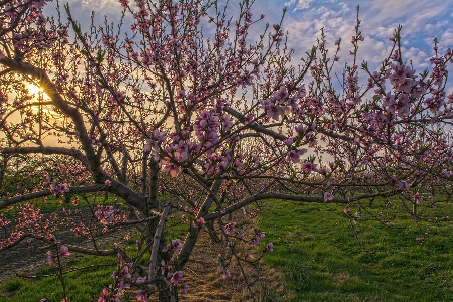 Peach Blossoms In The Golden Hour With Sunburst Photograph by Angelo Marcialis