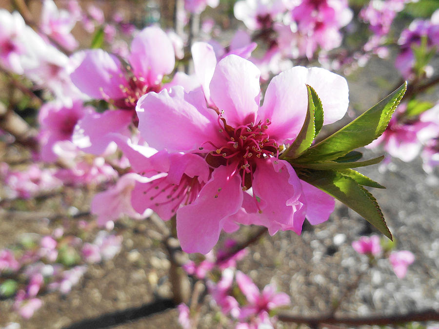 Peach Blossoms Photograph by Irina Sztukowski