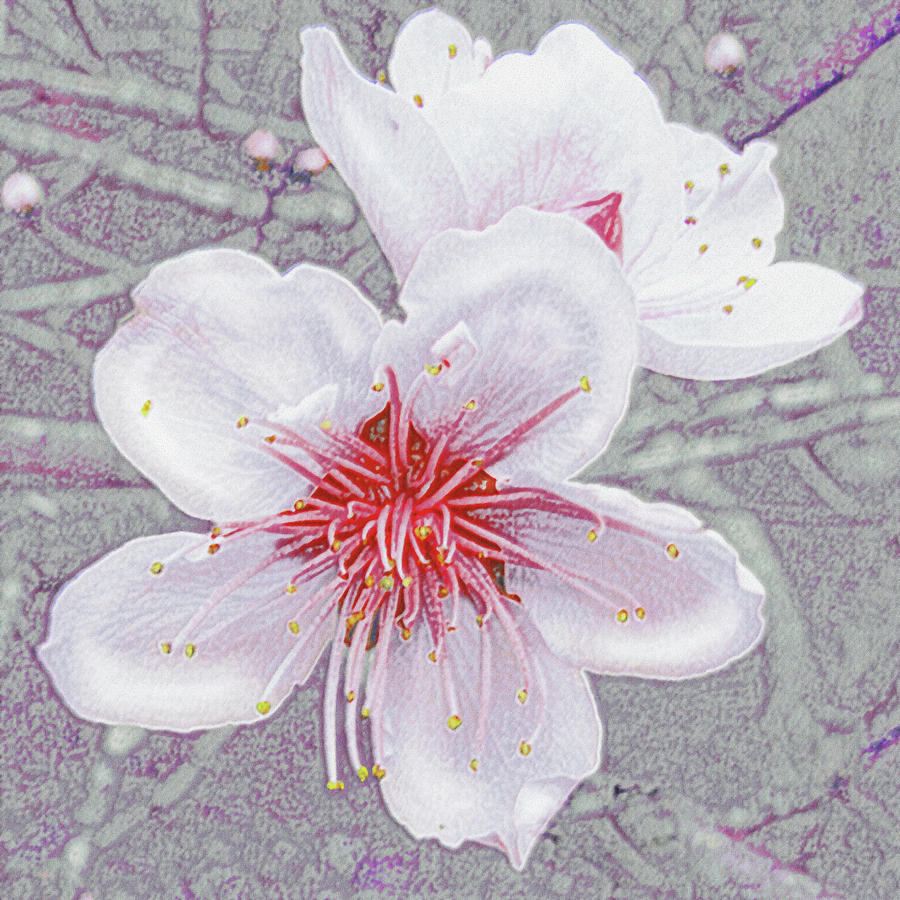 Peach Blossoms Digital Art by Jane Schnetlage