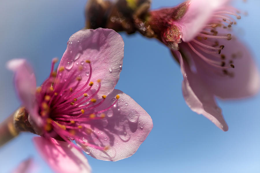 Peach Blossoms Photograph by Jonathan Nguyen