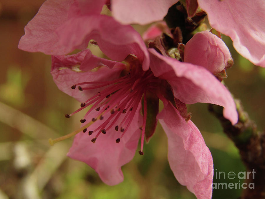 Peach Blossoms Photograph by Kim Tran