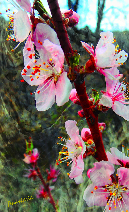 Peach Blossoms on a Windy Day Photograph by Anastasia Savage Ealy