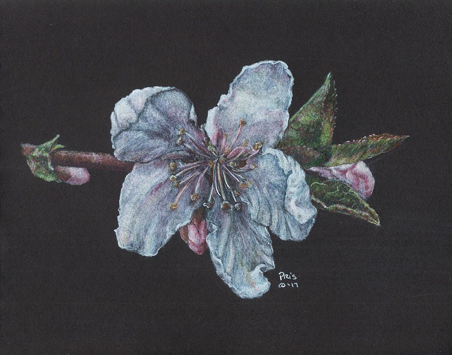 Peach Blossoms Drawing by Pris Hardy