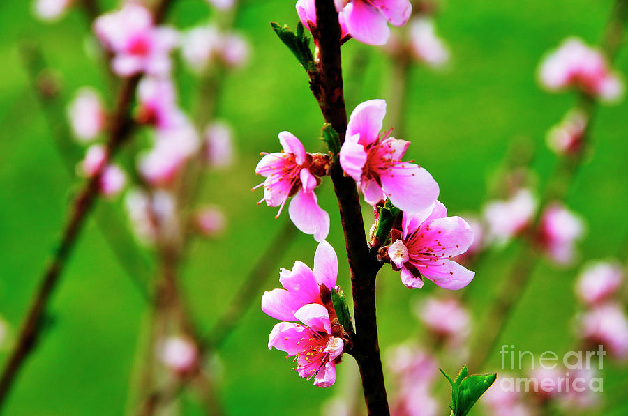 Peach Blossoms Photograph by Thomas R Fletcher - Fine Art America