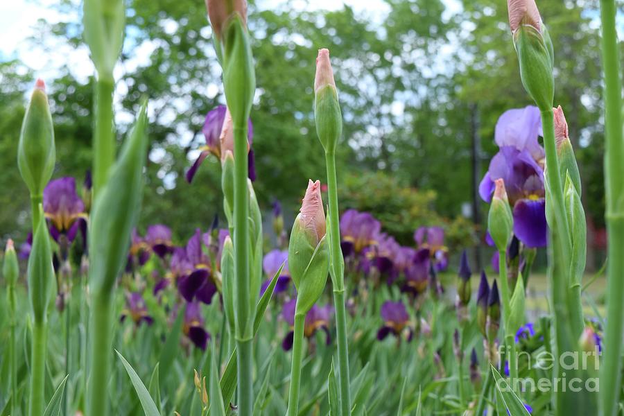 Peach Burgundy and Purple Iris Photograph by Barrie Stark