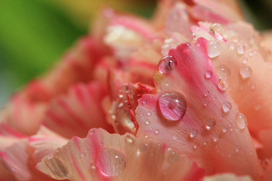 Peach and Pink Carnation Petals Photograph by Angela Murdock