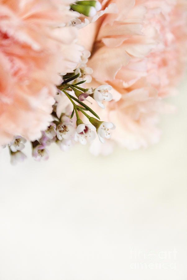 Peach carnations and white waxflowers Photograph by Cindy Garber Iverson