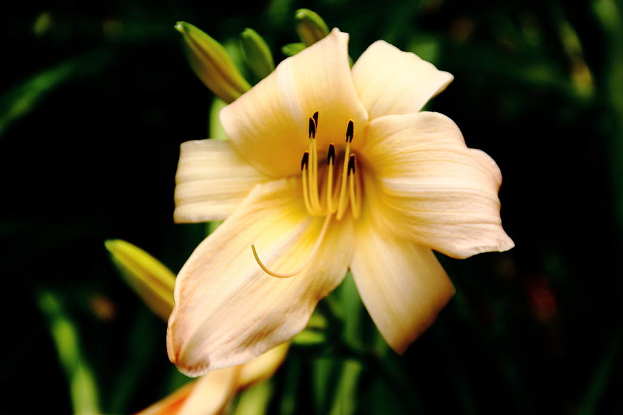Peach Color Daylily Photograph by Allen Nice-Webb