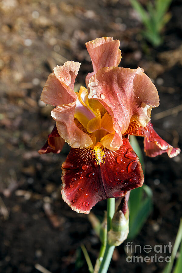 Peach Colored Bearded Iris Photograph by Robert Bales