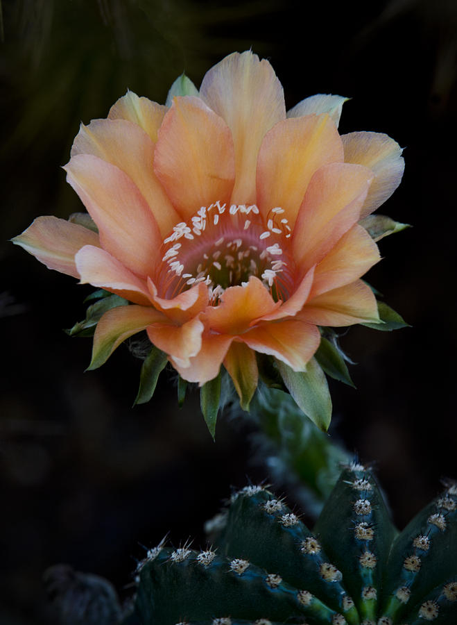 Peach Colored Cactus Flower on Black  Photograph by Saija Lehtonen