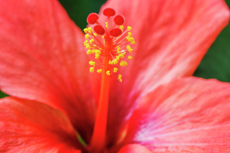 Peach colored hibiscus closeup Photograph by Vishwanath Bhat