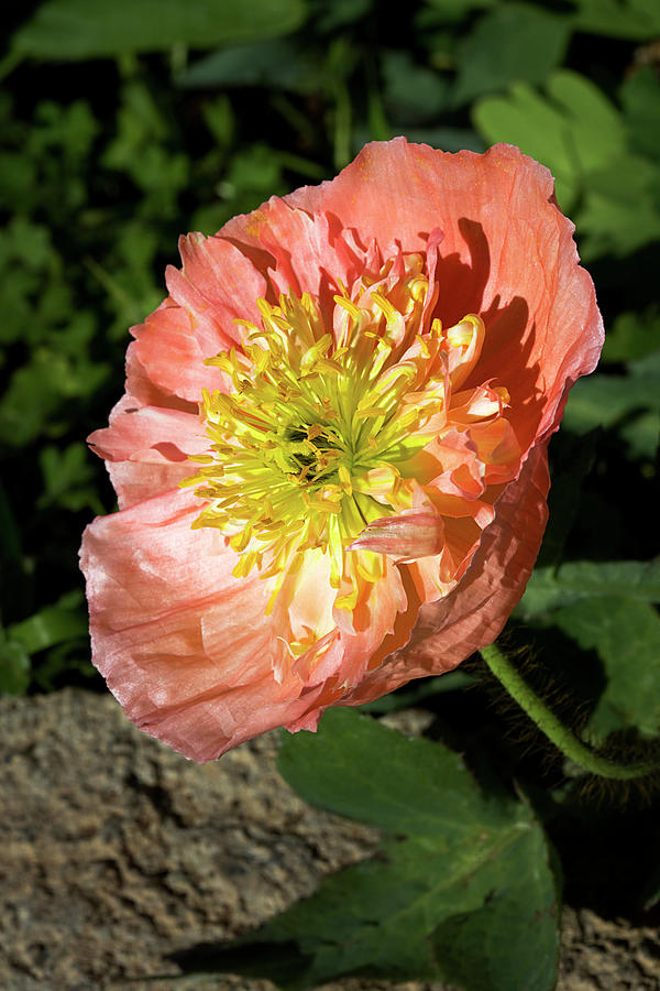 Peach Colored Poppy Photograph by Phyllis Denton