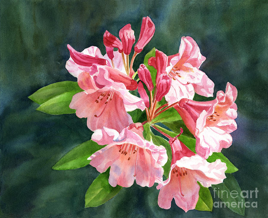 Spring Painting - Peach Colored Rhododendron Flowers dark background by Sharon Freeman