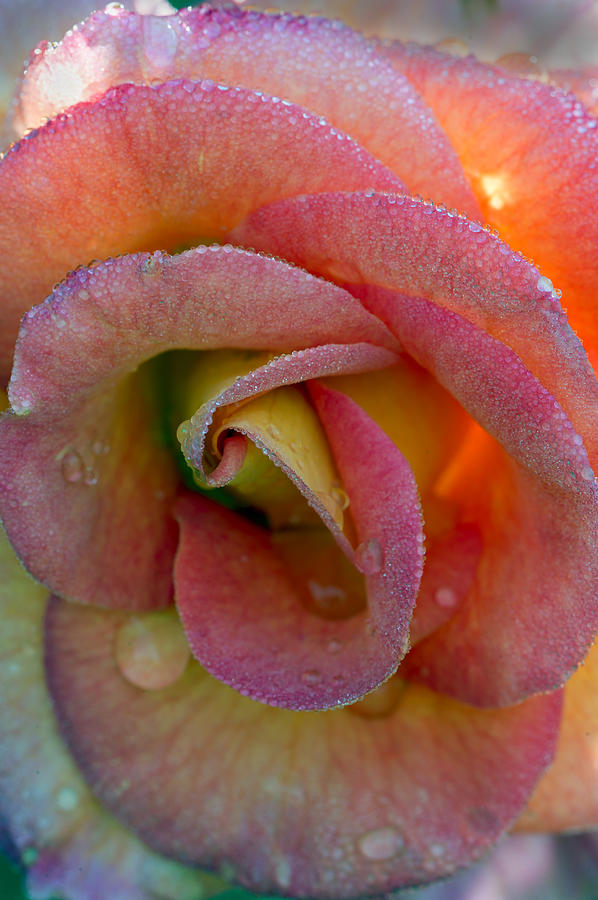 Peach Colored Rose after a rain Photograph by Gary Langley