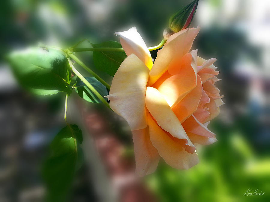 Peach Colored Rose Photograph by Diana Haronis