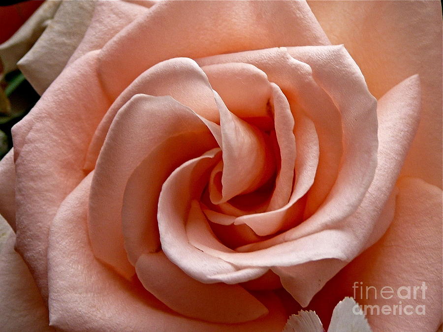 Peach-colored Rose Photograph